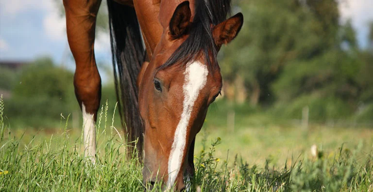 cheval-03