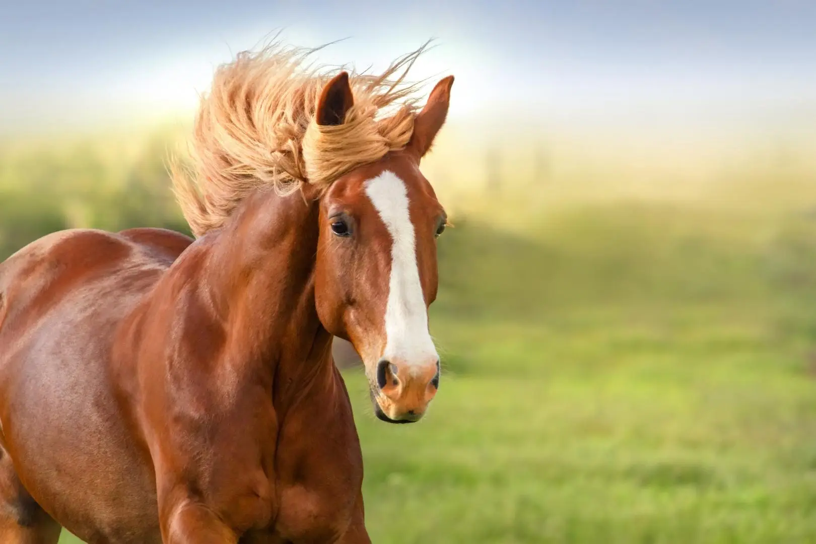 cheval-04