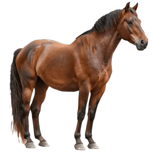 Cheval_brun-02